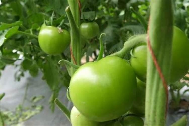 西红柿追肥用什么肥料好
