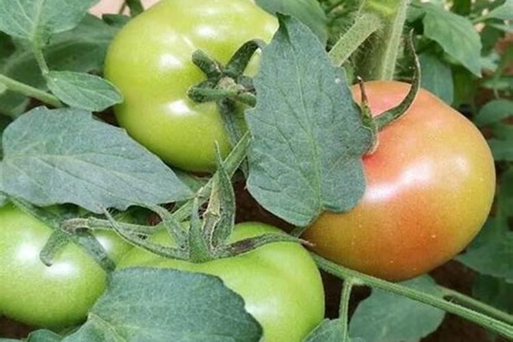 种植西红柿应该怎样施肥