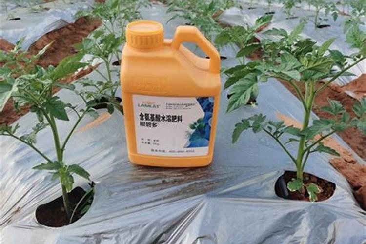 西红柿用什么肥料最好