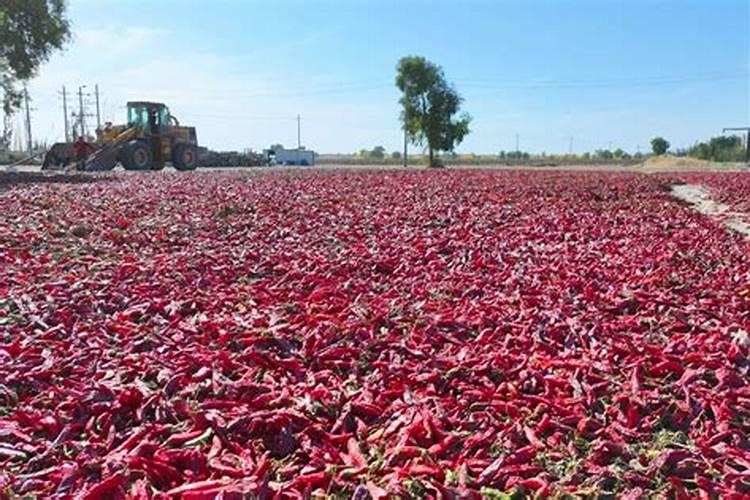 色素辣椒用什么肥好？