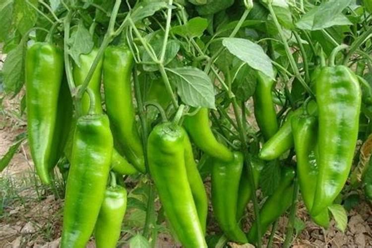 请问细菌性.褐斑病用什么药好。在水稻苗床上。