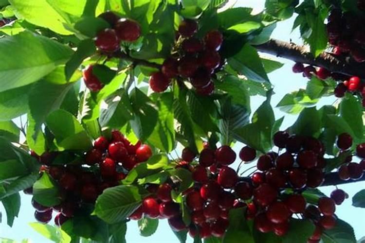 车厘子施肥时间和方法