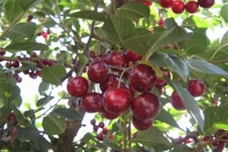 车厘子怎么种植