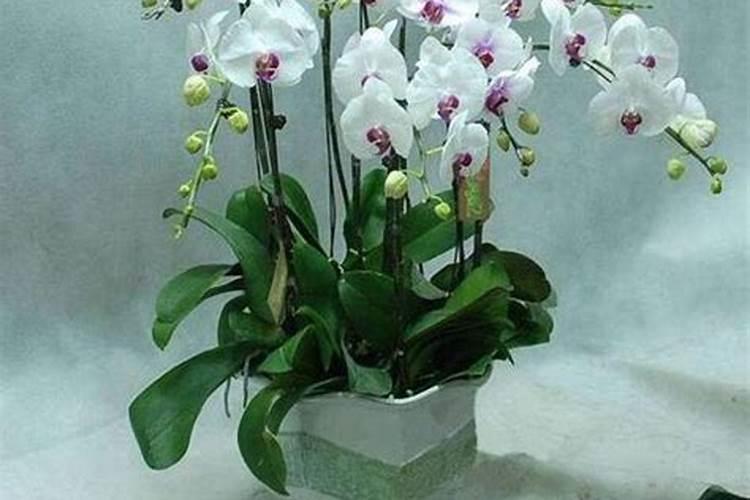 多肉法师发根最快方法