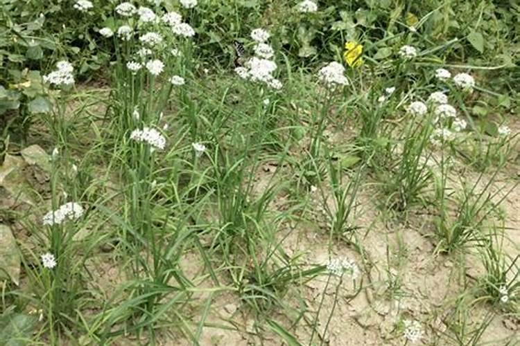 控释肥韭菜能用吗