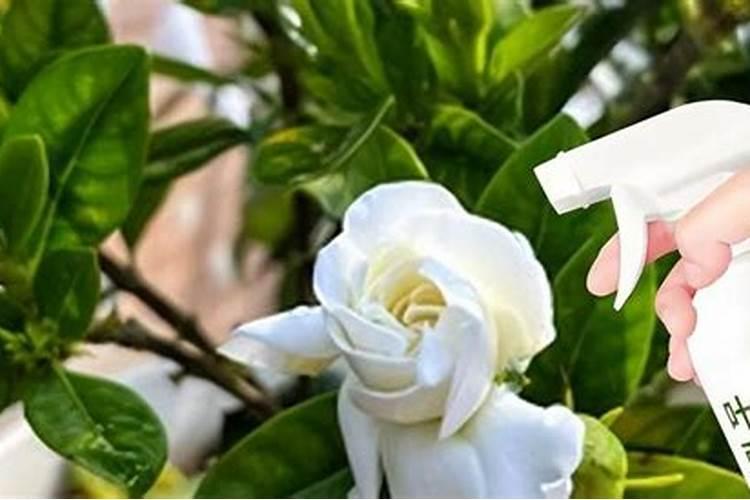 玻璃翠怎样施肥