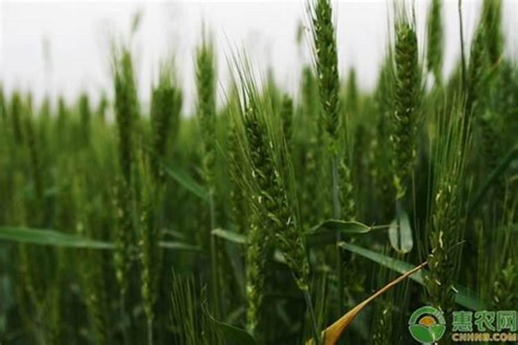 己唑醇和芸苔素一起用在小麦上吗