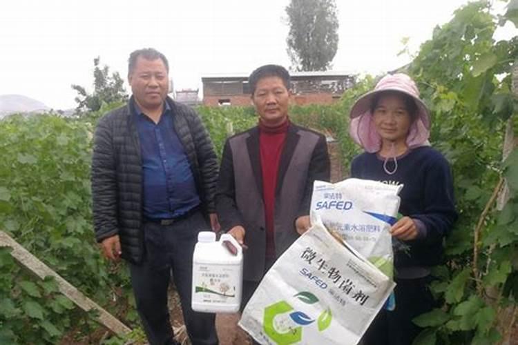 建兰吧:建兰花芽什么时候开始分化？目前施肥应注意什么？