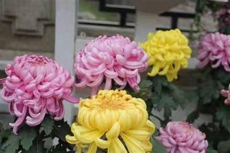 龟背竹怎么配土