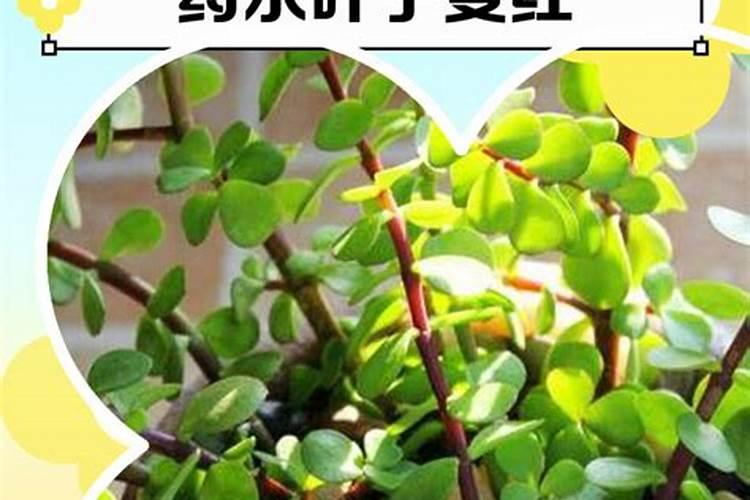 早春红玉西瓜种植技术