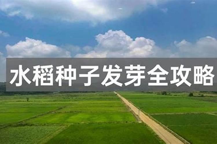 水稻田施肥后几天能排水