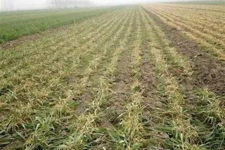 海棠果和苹果有什么不同？食用海棠果有什么好处？