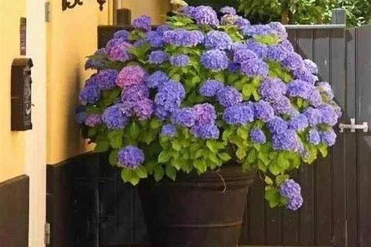 海棠果和苹果有什么不同？食用海棠果有什么好处？