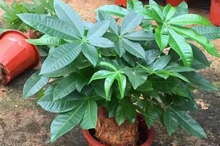 普利多智能锁怎么样