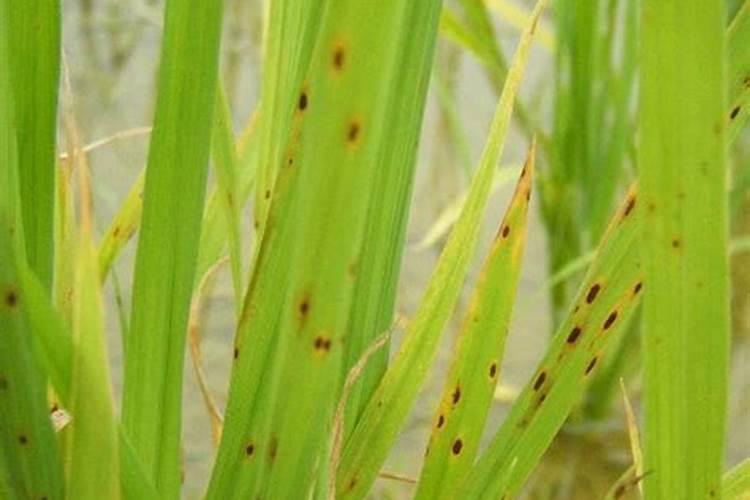 柚子树施水溶肥有什么规律？柚子各个时期施水溶肥方法