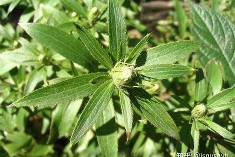 底血钾可以吃高丽参吗