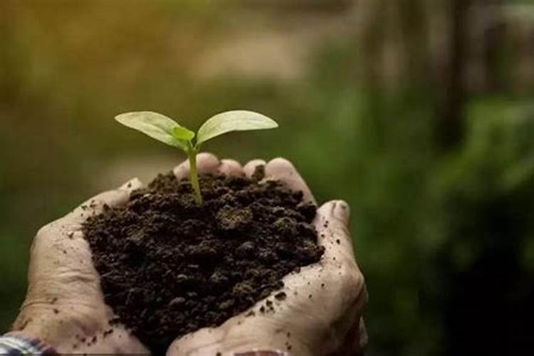 石榴籽可以种植和发芽吗,石榴籽怎么种出能结果的石榴树