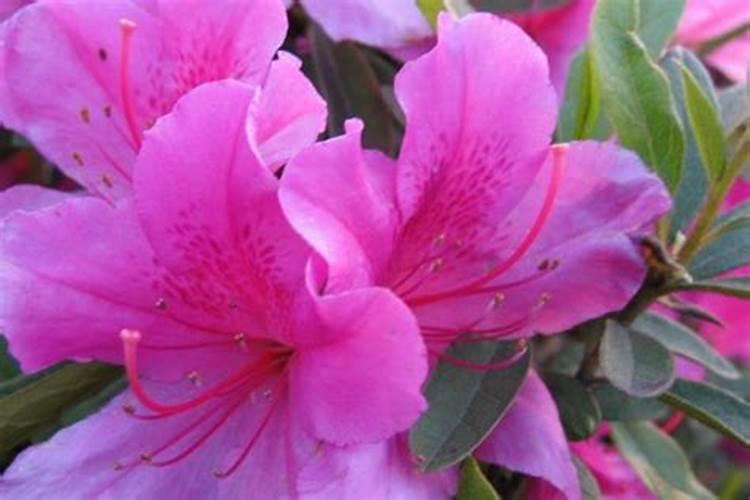 化肥水可以直接浇花吗 化肥水是否可以直接浇花