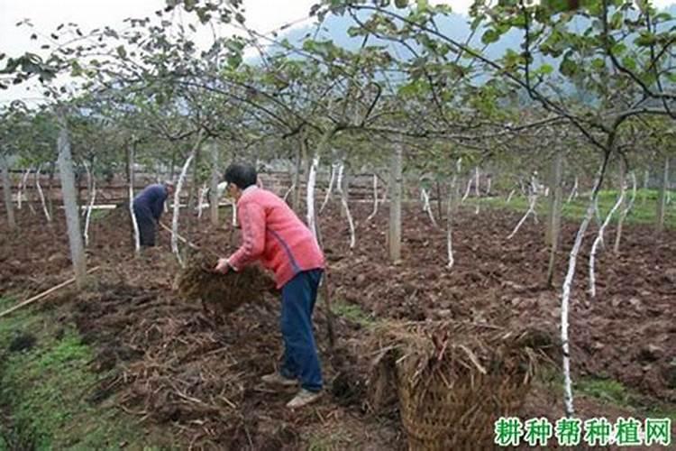 植物激素有哪些分类 植物激素介绍