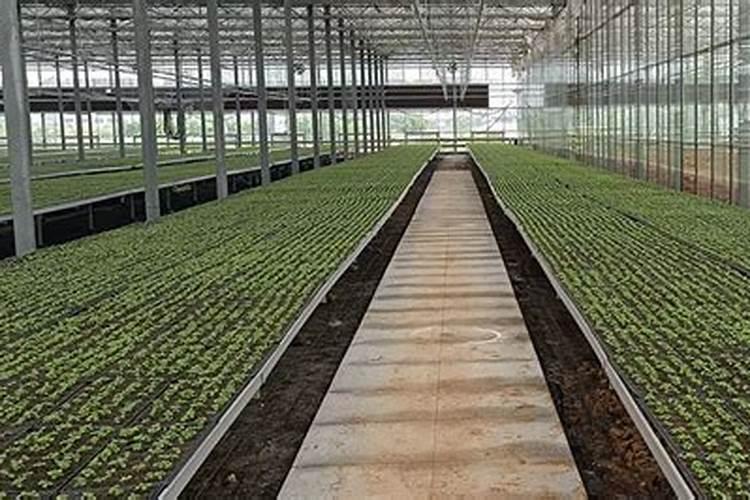 山桐子的栽培技术