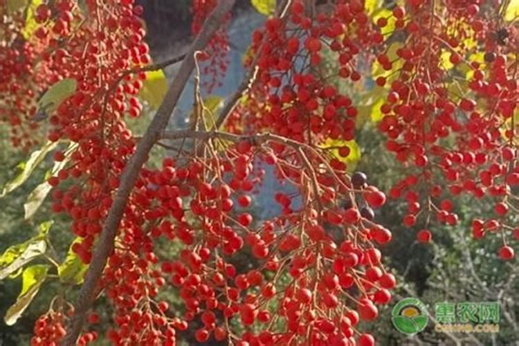 山桐子树苗幼苗追肥用什么肥