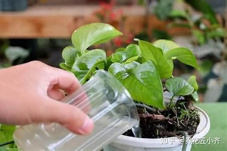 复合肥放入土内多久后才可以种菜