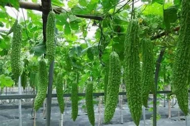 苦瓜施什么肥最好