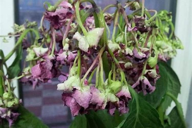 催花开用什么肥