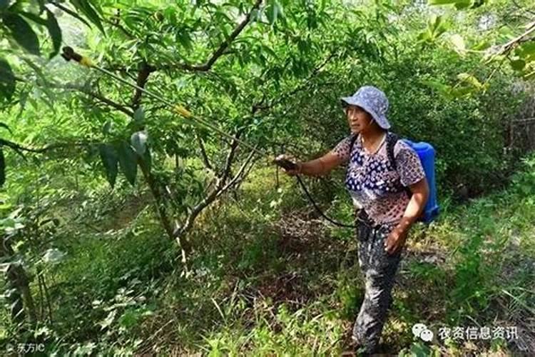 无花果如何施肥