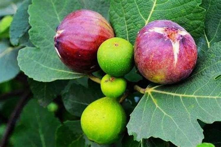 无花果树施什么肥合适