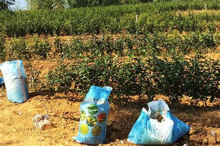 对茶树施基肥具体该怎么做？