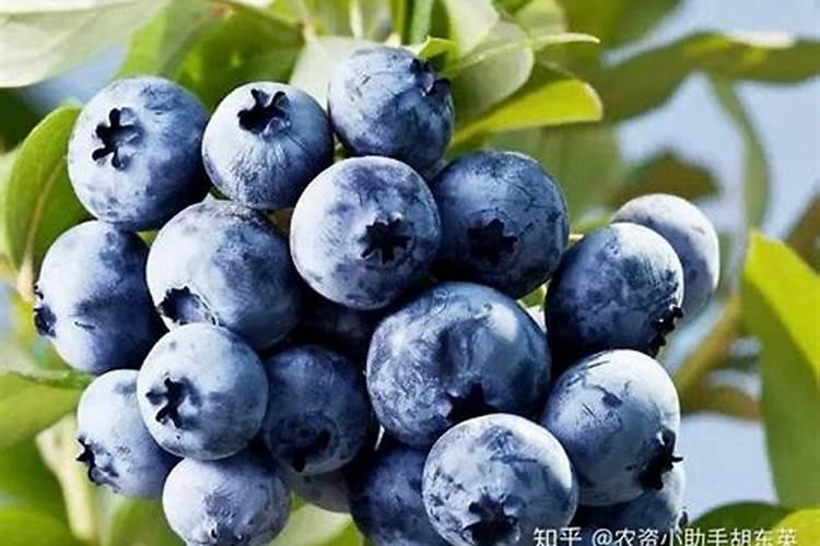 经常养花的你知道怎么施肥吗？