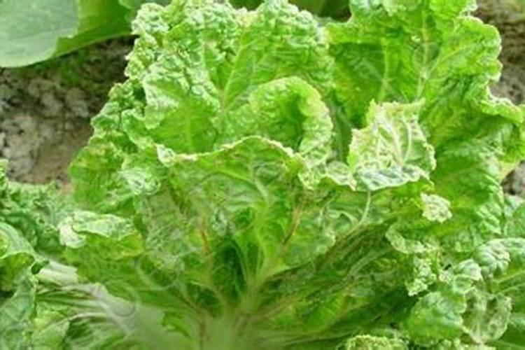 矿源黄腐酸钾可以叶面喷施吗