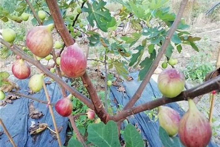 无花果后期果实膨大妙招