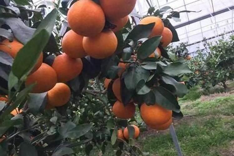 如何种植沃柑,有什么要注意的吗？