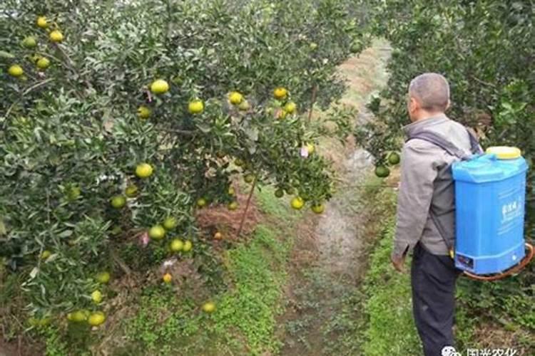 上什么肥料使春见果实既光滑又很甜？