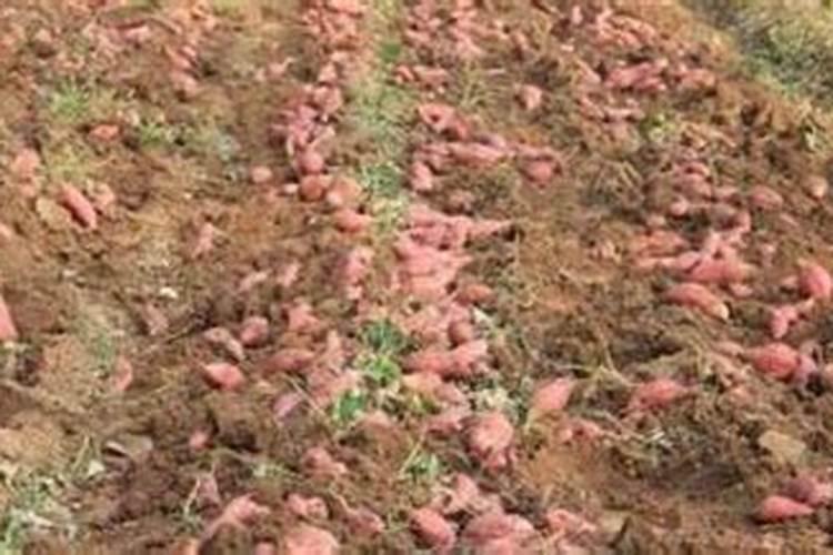 樱桃树需要施什么肥料？