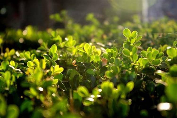 在辣椒中,哪种维生素的含量最高？