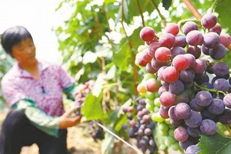 巨峰葡萄催红:乙烯利加芸苔素磷酸二氢钾可以吗？