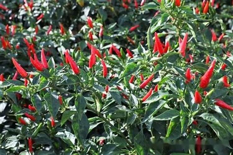 辣椒施肥用什么化肥好什么时候施肥效果好