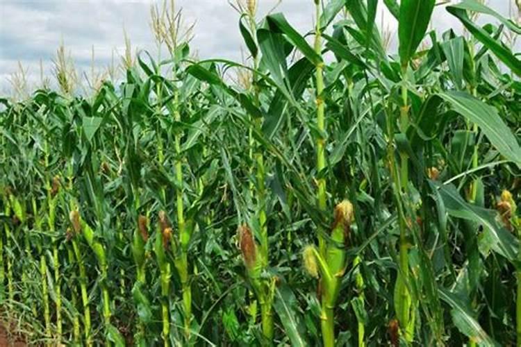 硼肥的用量、作用及使用方法