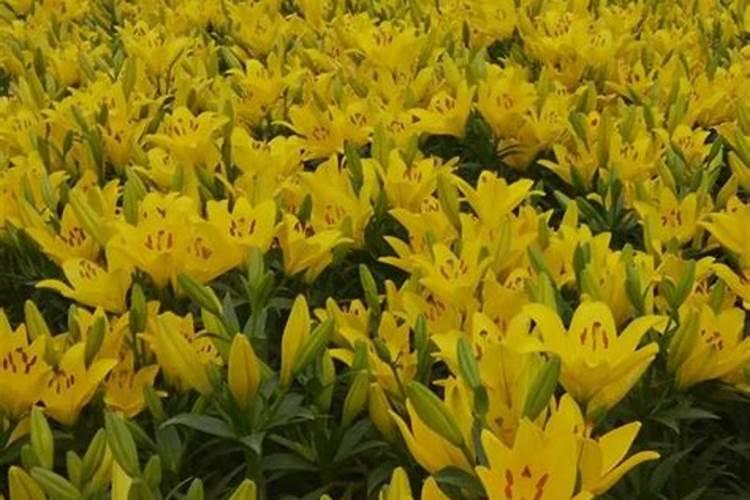 大百合种植用什么肥料