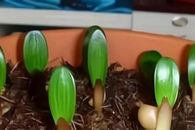 君子兰在春季应如何施肥