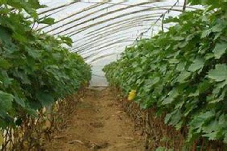 京亚葡萄的暖棚栽培