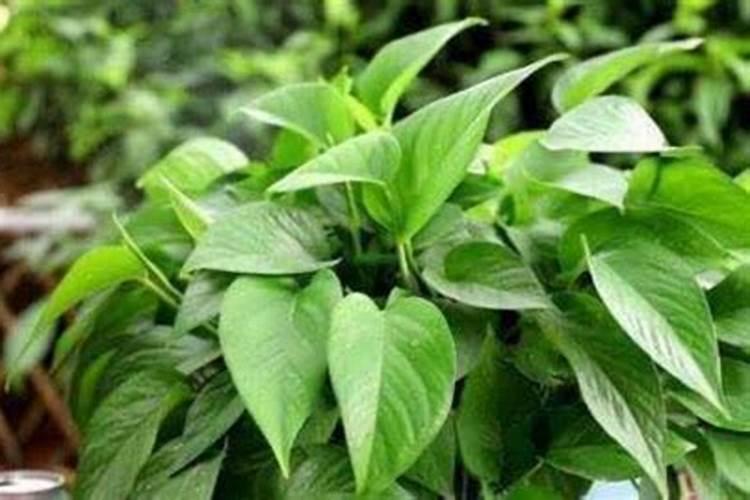 鱼蛋白和什么复妃灌根好