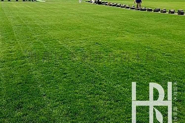 草坪专用肥和复合肥有什么区别