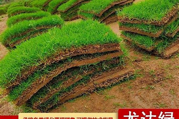 草坪专用肥哪种好？