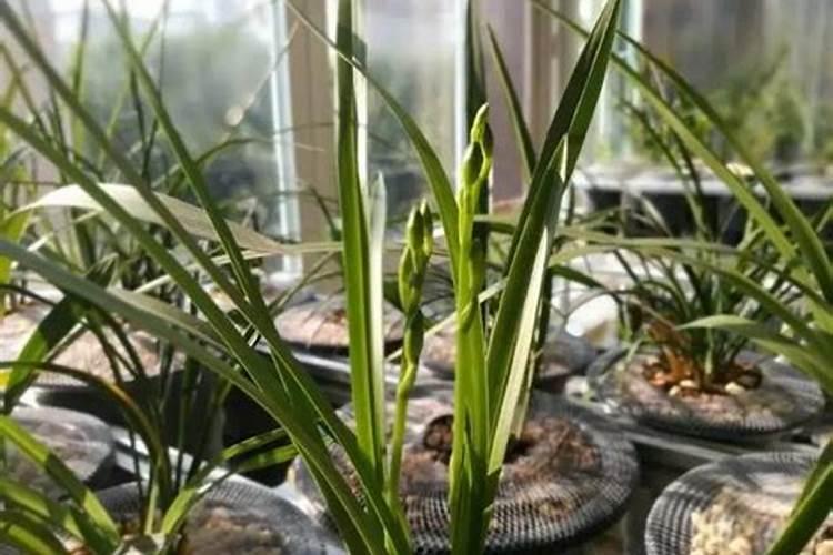 施用氮肥过多对植物有什么影响