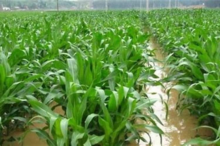 茭白一年收几次