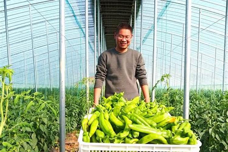 冷棚青椒用冲花前肥吗？啥时候冲合适啊？